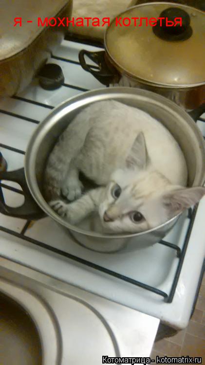 я - мохнатая котлетья... Котоматрица: я - мохнатая котлетья