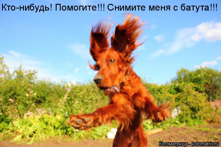 Кто-нибудь! Помогите!!! Снимите меня с батута!!!... Котоматрица: Кто-нибудь! Помогите!!! Снимите меня с батута!!!
