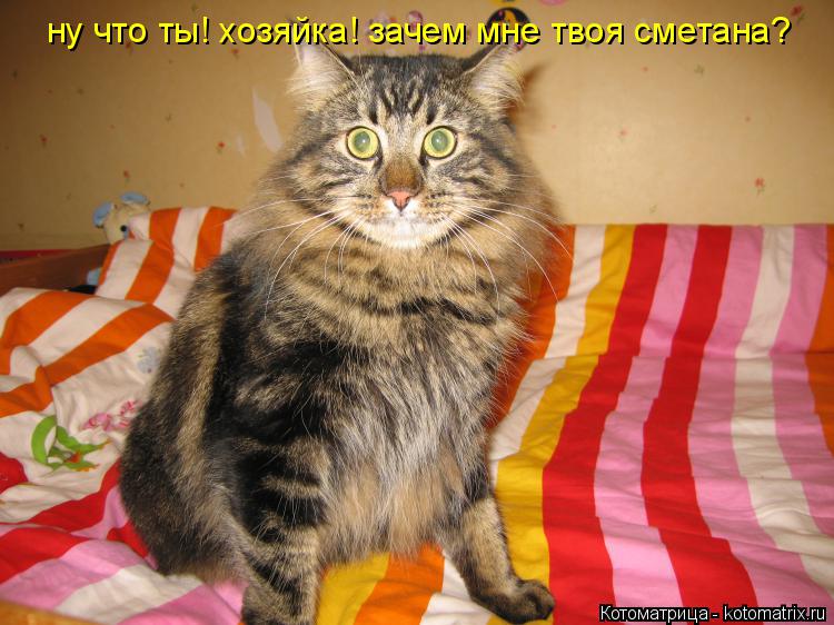 ну что ты! хозяйка! зачем мне твоя сметана?... Котоматрица: ну что ты! хозяйка! зачем мне твоя сметана?