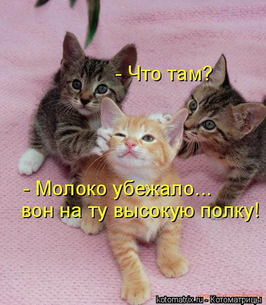 - Что там? вон на ту высокую полку! - Молоко убежало...... Котоматрица: - Что там? вон на ту высокую полку! - Молоко убежало...