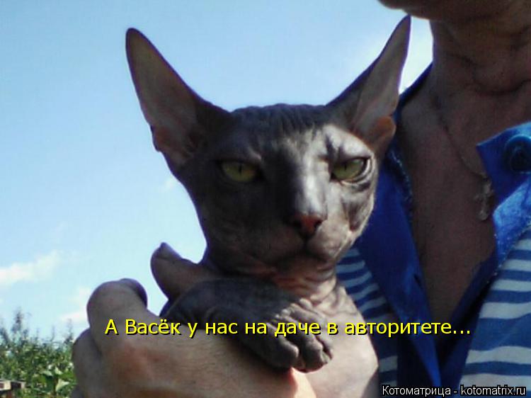 А Васёк у нас на даче в авторитете...... Котоматрица: А Васёк у нас на даче в авторитете...
