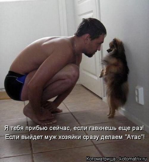 Я тебя прибью сейчас, если гавкнешь еще раз! Если выйдет муж хозяйки сразу делаем "Атас"!... Котоматрица: Я тебя прибью сейчас, если гавкнешь еще раз! Если выйдет муж хозяйки сразу делаем "Атас"!