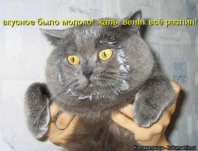 вкусное было молоко! жаль, веник всё разлил!... Котоматрица: вкусное было молоко! жаль, веник всё разлил!