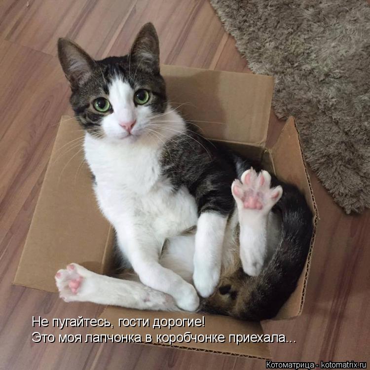 Не пугайтесь, гости дорогие! Это моя лапчонка в коробчонке Не пугайтесь, гости дорогие! Это моя лапч... Котоматрица: Не пугайтесь, гости дорогие! Это моя лапчонка в коробчонке Не пугайтесь, гости дорогие! Это моя лапчонка в коробчонке приехала...