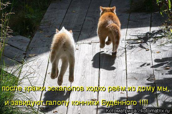 после кражи эскалопов ходко рвём из дому мы, и завидуют галопу конники Будённого !!!!... Котоматрица: после кражи эскалопов ходко рвём из дому мы, и завидуют галопу конники Будённого !!!!