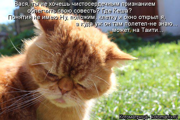 Вася, ты не хочешь чистосердечным признанием облегчить свою совесть? Где Кеша? Понятия не имею.Ну, п... Котоматрица: Вася, ты не хочешь чистосердечным признанием облегчить свою совесть? Где Кеша? Понятия не имею.Ну, положим, клетку и окно открыл я, а куда уж