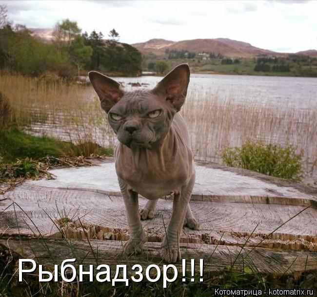 Рыбнадзор!!!... Котоматрица: Рыбнадзор!!!