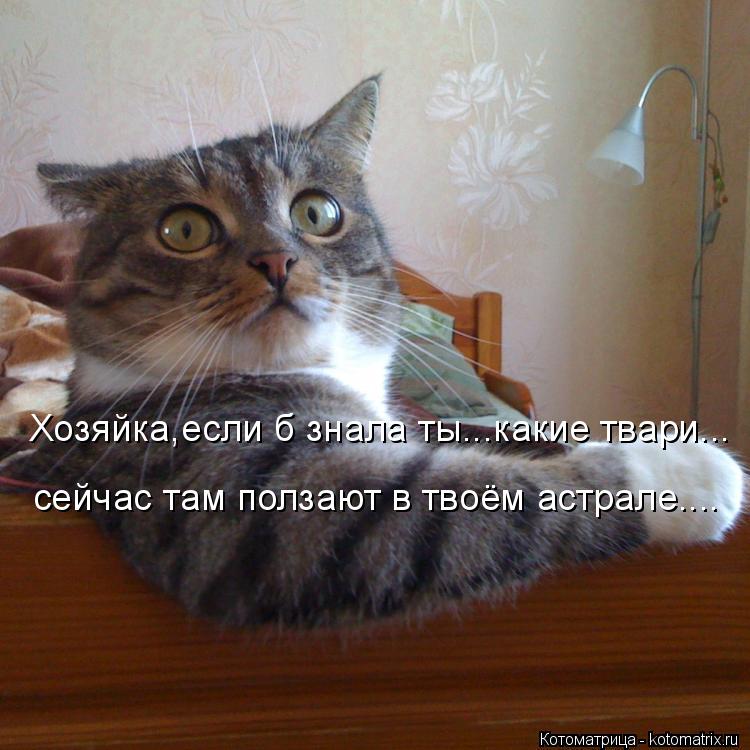 Котоматрица: Хозяйка,если б знала ты...какие твари... сейчас там ползают в твоём астрале....