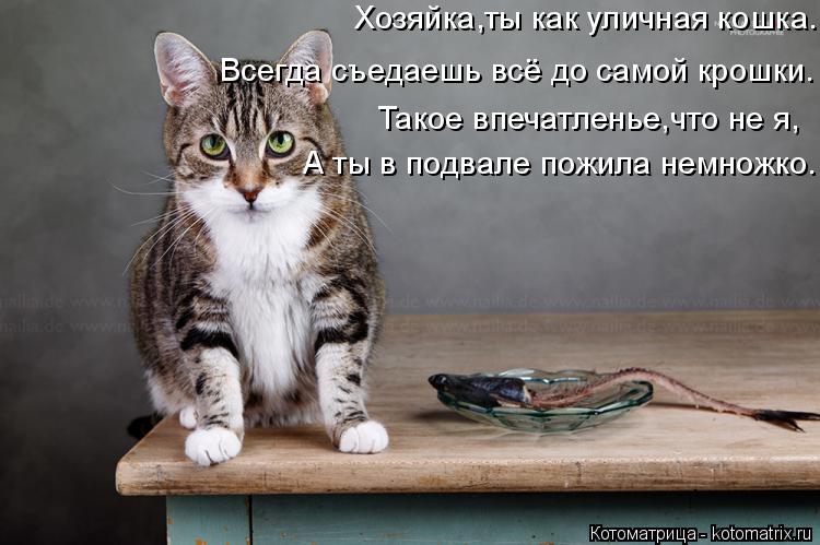 Котоматрица: Всегда съедаешь всё до самой крошки. Такое впечатленье,что не я, А ты в подвале пожила немножко. Хозяйка,ты как уличная кошка.