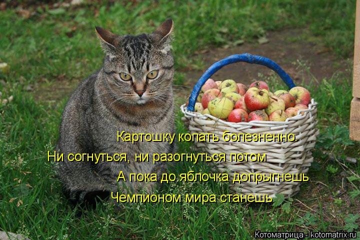 Картошку копать болезненно. Ни согнуться, ни разогнуться потом А пока до яблочка допрыгнешь Чемпионо... Котоматрица: Картошку копать болезненно. Ни согнуться, ни разогнуться потом А пока до яблочка допрыгнешь Чемпионом мира станешь