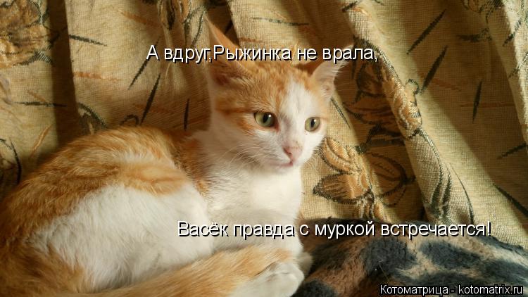 Котоматрица: А вдруг,Рыжинка не врала, Васёк правда с муркой встречается!