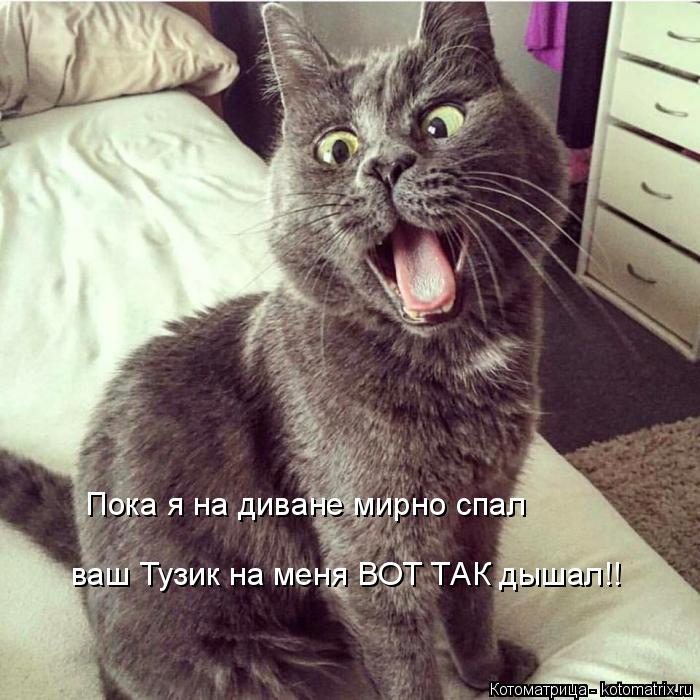 Пока я на диване мирно спал ваш Тузик на меня ВОТ ТАК дышал!!... Котоматрица: Пока я на диване мирно спал ваш Тузик на меня ВОТ ТАК дышал!!