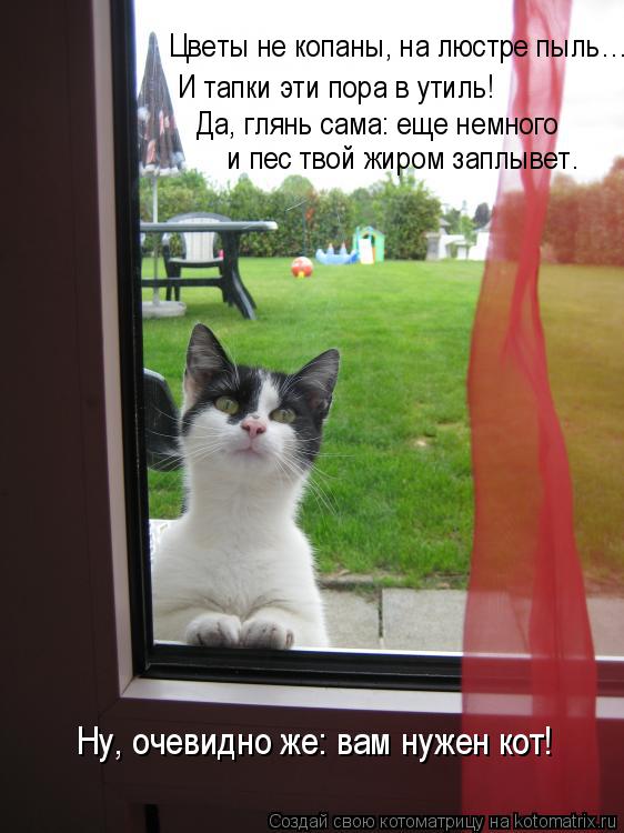 Котоматрица: И тапки эти пора в утиль! Цветы не копаны, на люстре пыль… и пес твой жиром заплывет. Да, глянь сама: еще немного  Ну, очевидно же: вам нужен ко