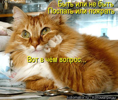 Быть или не быть Поспать или пожрать Вот в чём вопрос...... Котоматрица: Быть или не быть Поспать или пожрать Вот в чём вопрос...
