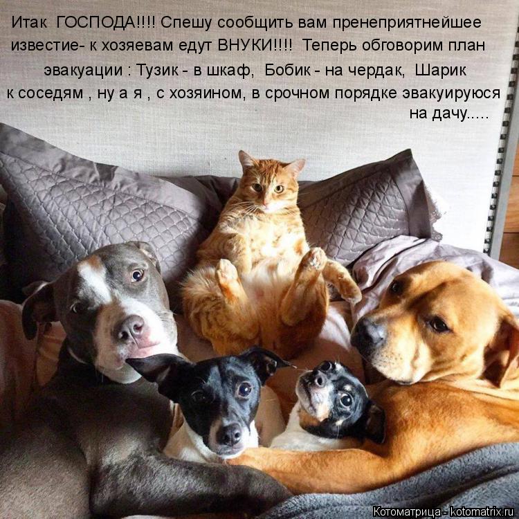 Итак ГОСПОДА!!!! Спешу сообщить вам пренеприятнейшее известие- к хозяевам едут ВНУКИ!!!! Теперь обг... Котоматрица: Итак ГОСПОДА!!!! Спешу сообщить вам пренеприятнейшее известие- к хозяевам едут ВНУКИ!!!! Теперь обговорим план эвакуации : Тузик - в шкаф, Бо