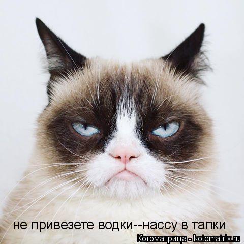 не привезете водки--нассу в тапки... Котоматрица: не привезете водки--нассу в тапки