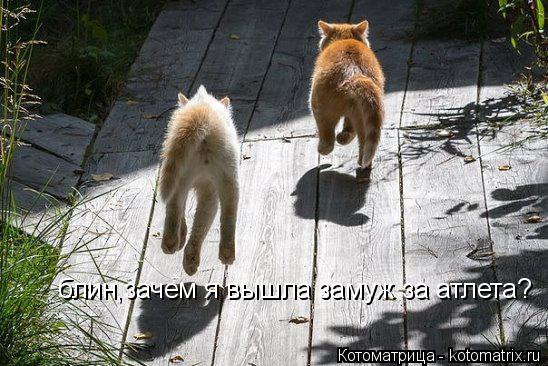 блин,зачем я вышла замуж за атлета?... Котоматрица: блин,зачем я вышла замуж за атлета?
