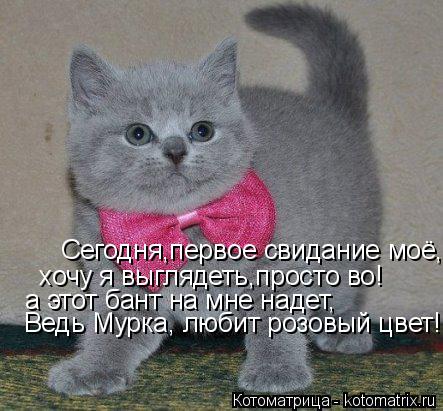 Котоматрица: Сегодня,первое свидание моё, хочу я выглядеть,просто во! а этот бант на мне надет, Ведь Мурка, любит розовый цвет!