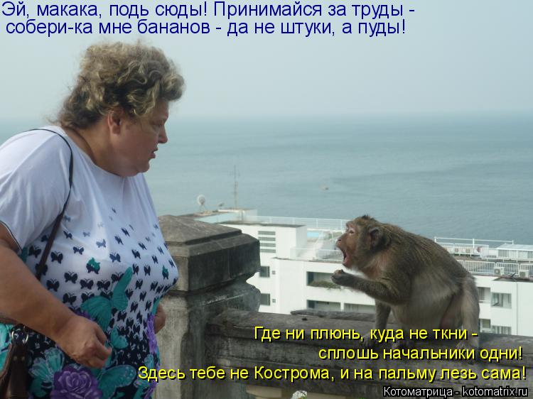 Эй, макака, подь сюды! Принимайся за труды - собери-ка мне бананов - да не штуки, а пуды! Здесь тебе ... Котоматрица: Эй, макака, подь сюды! Принимайся за труды - собери-ка мне бананов - да не штуки, а пуды! Здесь тебе не Кострома, и на пальму лезь сама! сплошь на