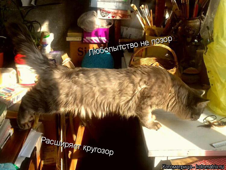 Любопытство не позор Расширяет кругозор... Котоматрица: Любопытство не позор Расширяет кругозор
