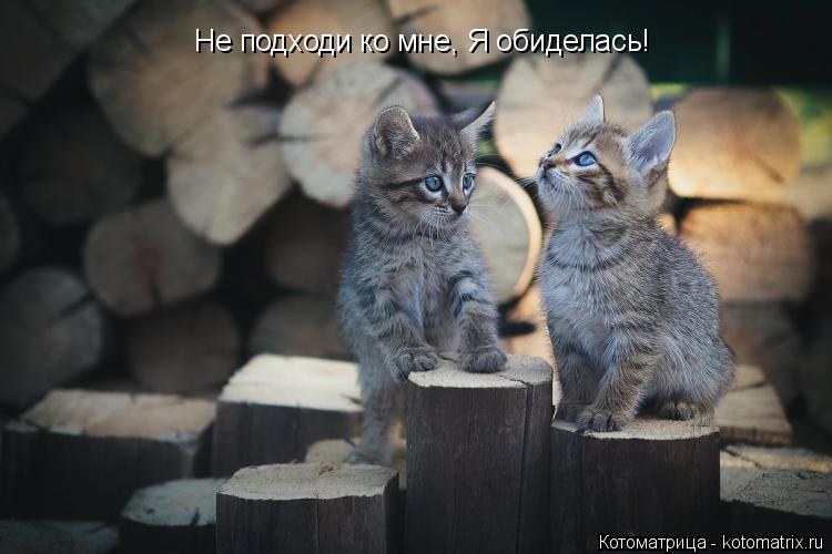 Не подходи ко мне, Я обиделась!... Котоматрица: Не подходи ко мне, Я обиделась!