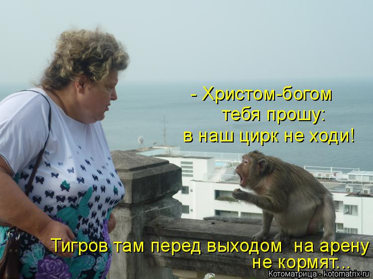 - Христом-богом тебя прошу: в наш цирк не ходи! Тигров там перед выходом на арену не кормят...... Котоматрица: - Христом-богом тебя прошу: в наш цирк не ходи! Тигров там перед выходом на арену не кормят...