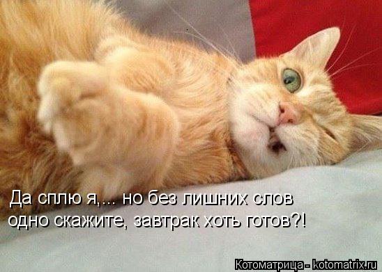 Да сплю я,... но без лишних слов одно скажите, завтрак хоть готов?!... Котоматрица: Да сплю я,... но без лишних слов одно скажите, завтрак хоть готов?!
