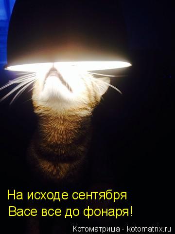 На исходе сентября Васе все до фонаря!... Котоматрица: На исходе сентября Васе все до фонаря!