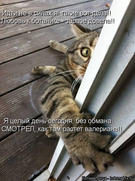 Идти не в силах я! такие вот дела!! Любовь к ботанике - заразе довела!! Я целый день сегодня, без обм... Котоматрица: Идти не в силах я! такие вот дела!! Любовь к ботанике - заразе довела!! Я целый день сегодня, без обмана СМОТРЕЛ, как там растет валериана!!