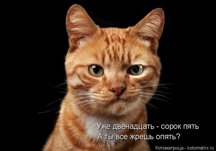 Уже двенадцать - сорок пять А ты все жрешь опять?... Котоматрица: Уже двенадцать - сорок пять А ты все жрешь опять?