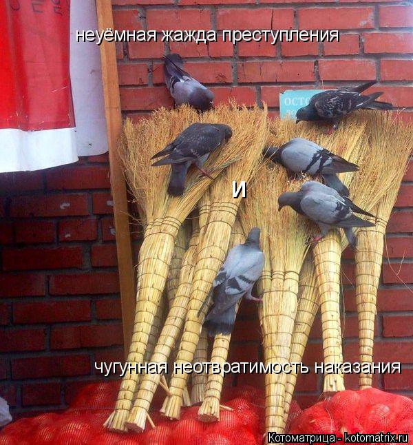 неуёмная жажда преступления и чугунная неотвратимость наказания... Котоматрица: неуёмная жажда преступления и чугунная неотвратимость наказания