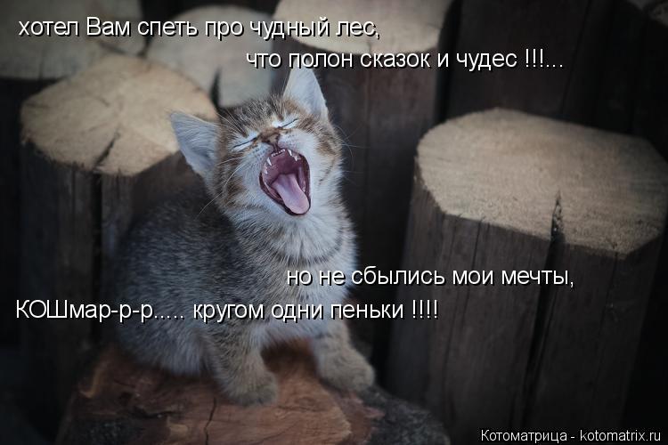 хотел Вам спеть про чудный лес, что полон сказок и чудес !!!... но не сбылись мои мечты, КОШмар-р-р..... Котоматрица: хотел Вам спеть про чудный лес, что полон сказок и чудес !!!... но не сбылись мои мечты, КОШмар-р-р..... кругом одни пеньки !!!!