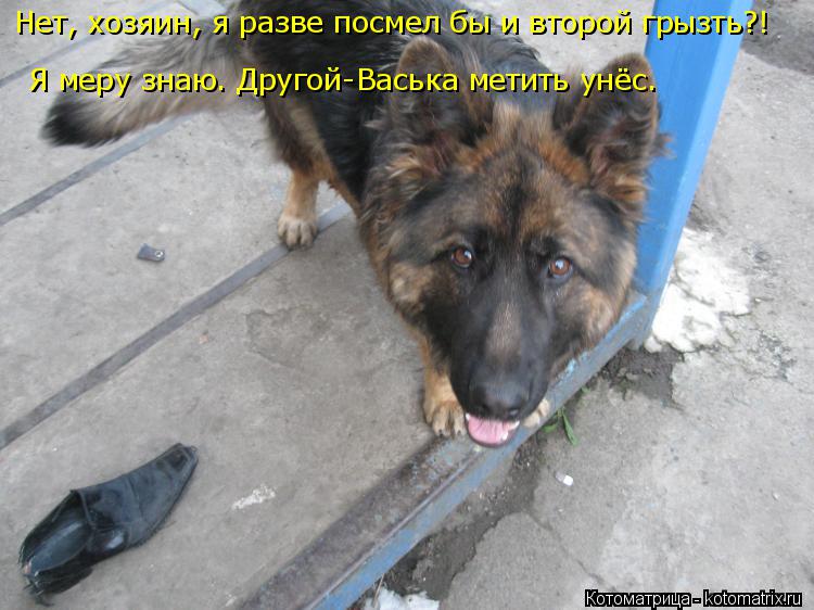 Нет, хозяин, я разве посмел бы и второй грызть?! Я меру знаю. Другой-Васька метить унёс.... Котоматрица: Нет, хозяин, я разве посмел бы и второй грызть?! Я меру знаю. Другой-Васька метить унёс.