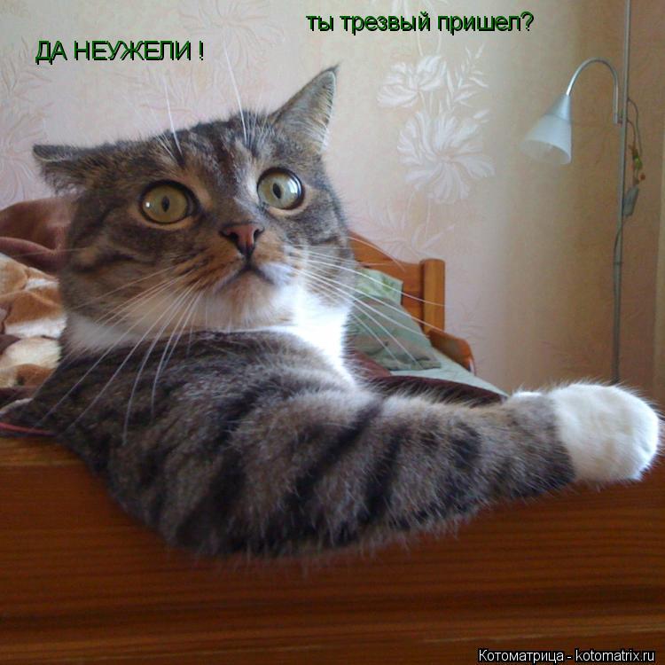 ты трезвый пришел? ДА НЕУЖЕЛИ !... Котоматрица: ты трезвый пришел? ДА НЕУЖЕЛИ !