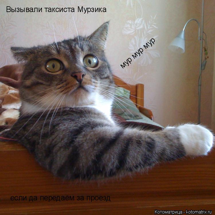 Вызывали таксиста Мурзика если да передаём за проезд мур мур мур... Котоматрица: Вызывали таксиста Мурзика если да передаём за проезд мур мур мур
