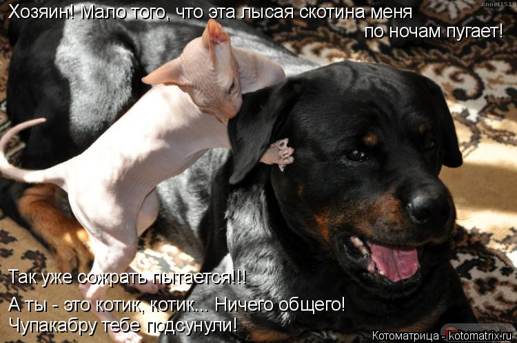 А ты - это котик, котик... Ничего общего! Чупакабру тебе подсунули! Хозяин! Мало того, что эта лысая... Котоматрица: А ты - это котик, котик... Ничего общего! Чупакабру тебе подсунули! Хозяин! Мало того, что эта лысая скотина меня по ночам пугает! Так уже сожр