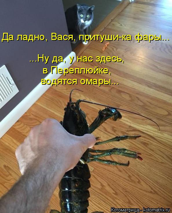Да ладно, Вася, притуши-ка фары... ...Ну да, у нас здесь, в Переплюйке, водятся омары...... Котоматрица: Да ладно, Вася, притуши-ка фары... ...Ну да, у нас здесь, в Переплюйке, водятся омары...