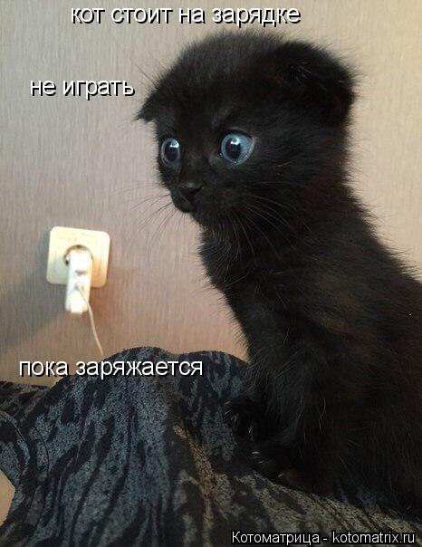 кот стоит на зарядке не играть пока заряжается... Котоматрица: кот стоит на зарядке не играть пока заряжается