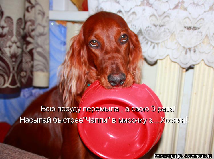 Всю посуду перемыла , а свою 3 раза! Насыпай быстрее"Чаппи" в мисочку з....Хозяин!... Котоматрица: Всю посуду перемыла , а свою 3 раза! Насыпай быстрее"Чаппи" в мисочку з....Хозяин!