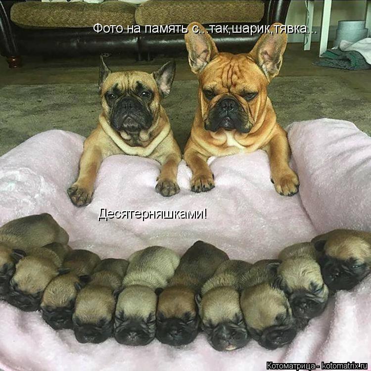 Фото на память с...так,шарик,тявка... Десятерняшками!... Котоматрица: Фото на память с...так,шарик,тявка... Десятерняшками!