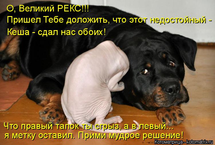 О, Великий РЕКС!!! Пришел Тебе доложить, что этот недостойный - Кеша - сдал нас обоих! Что правый тап... Котоматрица: О, Великий РЕКС!!! Пришел Тебе доложить, что этот недостойный - Кеша - сдал нас обоих! Что правый тапок ты сгрыз, а в левый... я метку оставил. Пр