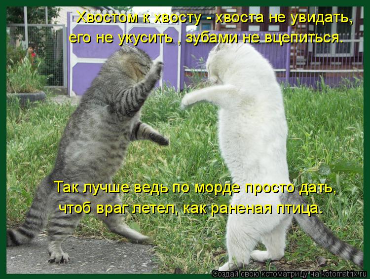 Хвостом к хвосту - хвоста не увидать, его не укусить , зубами не вцепиться. Так лучше ведь по морде п... Котоматрица: Хвостом к хвосту - хвоста не увидать, его не укусить , зубами не вцепиться. Так лучше ведь по морде просто дать, чтоб враг летел, как раненая п