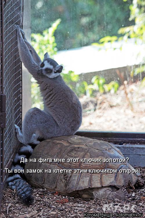 Ты вон замок на клетке этим ключиком открой! Да на фига мне этот ключик золотой?... Котоматрица: Ты вон замок на клетке этим ключиком открой! Да на фига мне этот ключик золотой?
