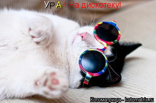У Р А ! На дискотеку!... Котоматрица: У Р А ! На дискотеку!