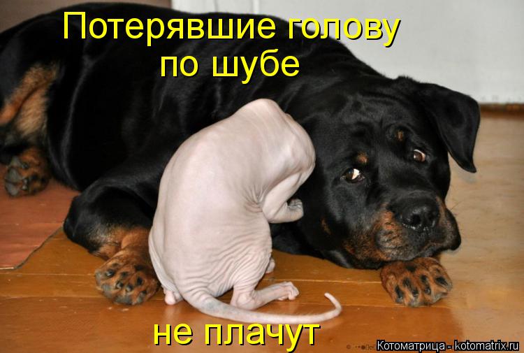 Потерявшие голову по шубе не плачут... Котоматрица: Потерявшие голову по шубе не плачут