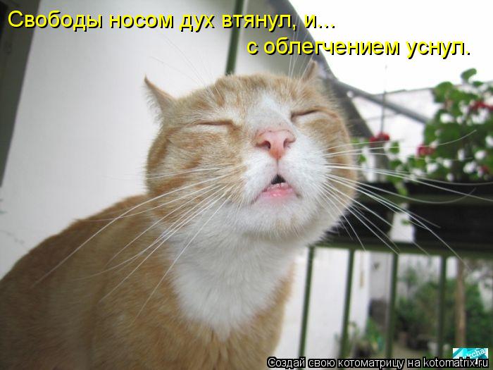 Свободы носом дух втянул, и... с облегчением уснул.... Котоматрица: Свободы носом дух втянул, и... с облегчением уснул.