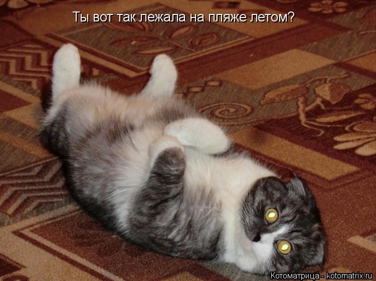 Ты вот так лежала на пляже летом?... Котоматрица: Ты вот так лежала на пляже летом?