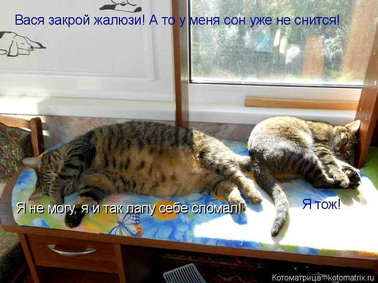 Я тож! Я не могу, я и так лапу себе сломал! Вася закрой жалюзи! А то у меня сон уже не снится!... Котоматрица: Я тож! Я не могу, я и так лапу себе сломал! Вася закрой жалюзи! А то у меня сон уже не снится!