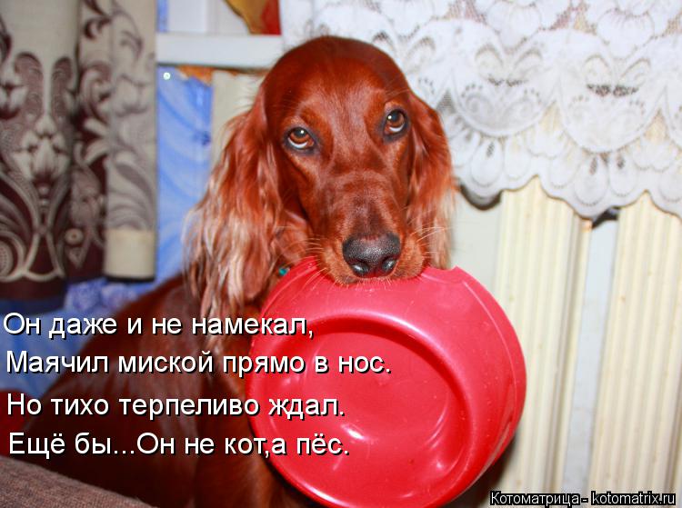 Он даже и не намекал, Маячил миской прямо в нос. Ещё бы...Он не кот,а пёс. Но тихо терпеливо ждал.... Котоматрица: Он даже и не намекал, Маячил миской прямо в нос. Ещё бы...Он не кот,а пёс. Но тихо терпеливо ждал.