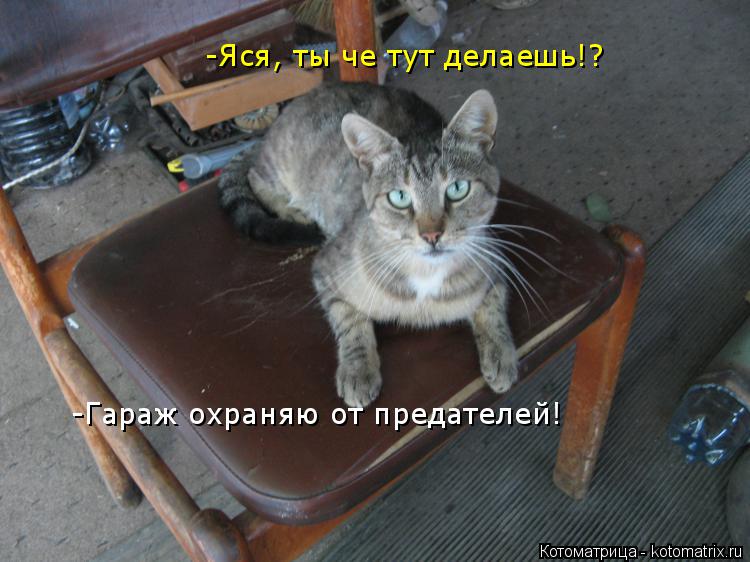-Вася, ты че тут делаешь!? -Яся, ты че тут делаешь!? -Гараж охраняю от предателей!... Котоматрица: -Вася, ты че тут делаешь!? -Яся, ты че тут делаешь!? -Гараж охраняю от предателей!